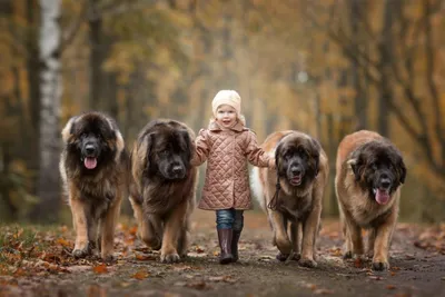 Топ 10. Самые большие в мире собаки