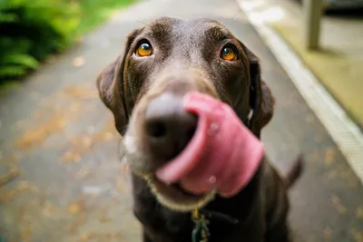 Составлен Топ-15 самых дорогих пород собак в мире | ThinkTanks.BY