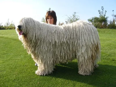 Друзья, а вы знаете, какие собаки самые большие в мире? Вот ТОП - три  гиганта💪🏻 1️⃣Немецкий дог. Высота в холке 72-90 см. Вес 50-80… | Instagram