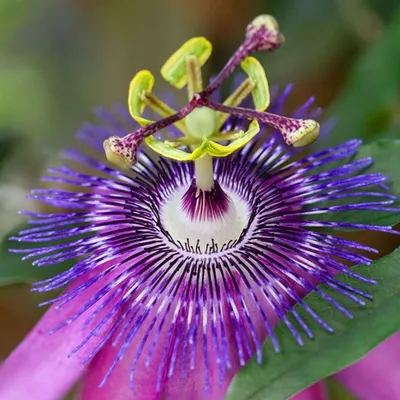 Самые красивые цветы в мире: фото, названия, как выглядят яркие и шикарные  виды на планете | Алексей Когырев | Дзен