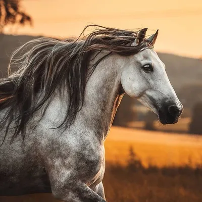 Очень красивые лошади | Лошадиные породы, Фотографии лошадей, Красивые  лошади