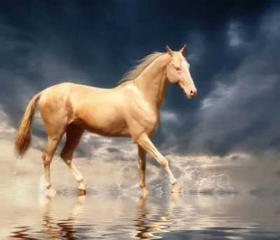 13 Самых Больших и Сильных Лошадей на Планете - YouTube