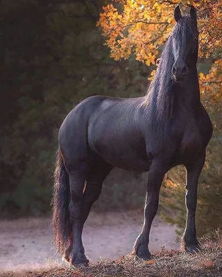 Красивые лошади - YouTube