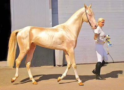 Самые резвые и красивые лошади со всей России показали свои возможности на  конной выставке в Дмитровском городском округе