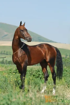 Самые красивые лошади в мире, 30 фото красивых пород