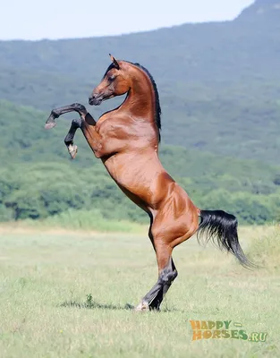 Лошади.Грация и красота. | Лошадь паломино, Красивые лошади, Лошадиные  породы