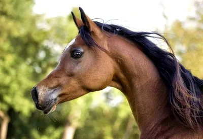 Карачаевские лошади, пожалуй самые красивые лошади в мире.Карачаевская  порода лошадей,ООО Карплемхоз - YouTube