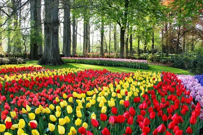 Фотограф показал, как выглядит самый красивый цветочный парк в мире без  посетителей