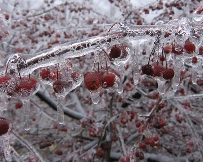 Самые красивые фотографии морозной зимы » BigPicture.ru