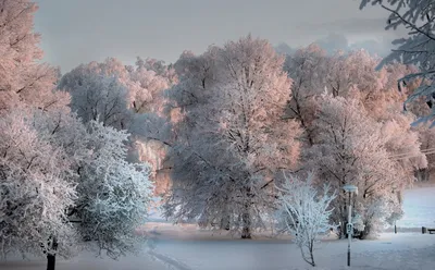 Красивая зима - фото и картинки: 58 штук