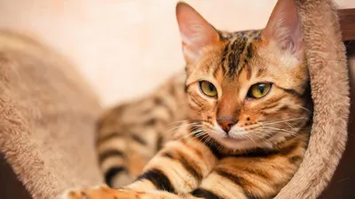 Мурариум. Музей кошек. Зеленоградск | Айрис и Абис – самые красивые в мире  кошки-близнецы