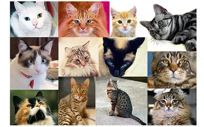 Маленькие кошки: самые мелкие породы в мире с фото и описанием