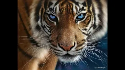 Список самых красивых животных мира » 24Warez.ru - Эксклюзивные НОВИНКИ и  РЕЛИЗЫ