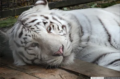 Видео: Белый лев, фенек и тамарин — как выглядят самые красивые животные  разных видов