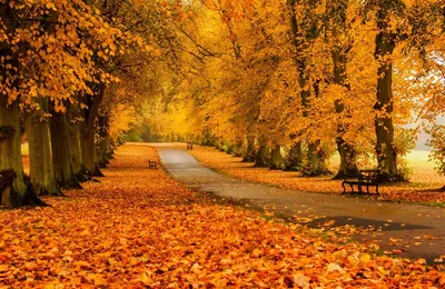 Самая красивая золотая осень - 52 фото