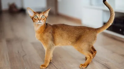 Самая красивая кошка в мире - 73 фото