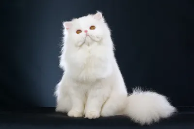 5 Самых Редких Пород Кошек в Мире - YouTube