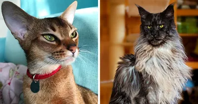 10 самых красивых пород кошек в мире1 | Пикабу