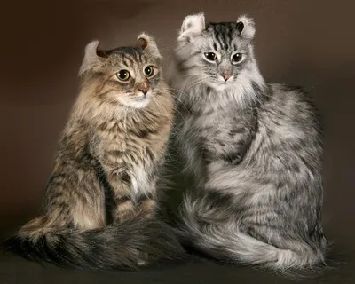 32 кота с самыми потрясающими глазами в мире