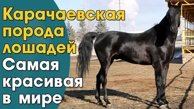 Самые красивые лошади — Самый Самый на TenChat.ru