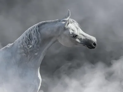 Самые резвые и красивые лошади со всей России показали свои возможности на  конной выставке в Дмитровском городском округе