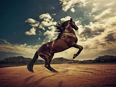 Красивые картинки лошадей - 67 фото