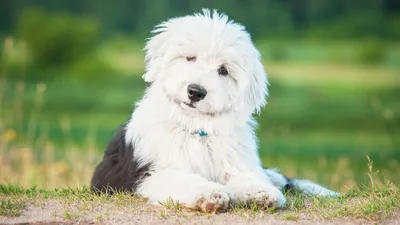 Названы 20 самых красивых пород собак | Рейтинг - Питомцы Mail.ru