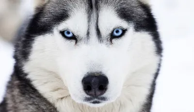Самые красивые породы собак | Блог \"Vetgroom\"