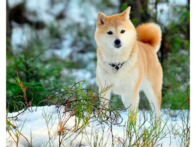 Самые красивые породы собак с фото, названиям и описаниями — Purina ONE®