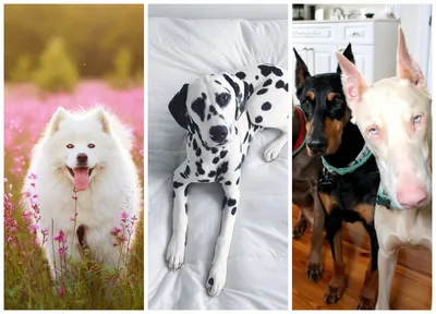 Самые красивые породы собак среднего размера