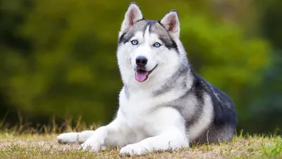 Самая красивая порода собак в мире - 70 фото