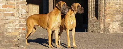 Самые красивые собаки. ТОП -10 пород