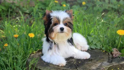 Самые красивые собаки с фото - Pet-Mir.ru