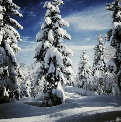 Самые красивые зимние картинки фотографии