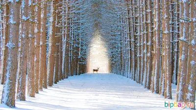 Красивые зимние картинки (35 фото) 🔥 Прикольные картинки и юмор