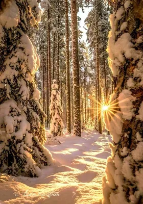Картинки красивые природа зима с пожеланиями - 65 фото