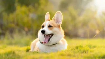 Самые милые: породы собак, щенки которых вызывают улыбки и умиление