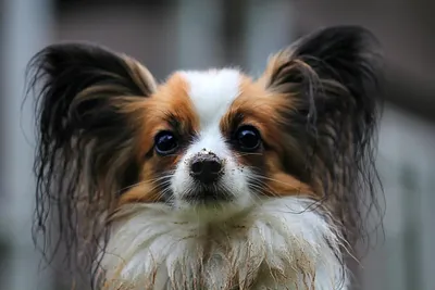 Смешные фото собак бультерьеров. Самые красивые собаки мира фото
