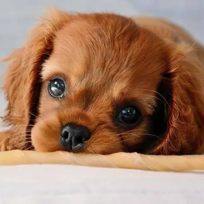 Cute puppies. Симпатичные пёсики. PNG. в 2023 г | Собаки и щенки, Щенки, Милые  собаки