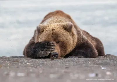 Comedy Wildlife Photography Awards: опубликованы самые смешные фото диких  животных | НашКиїв.UA