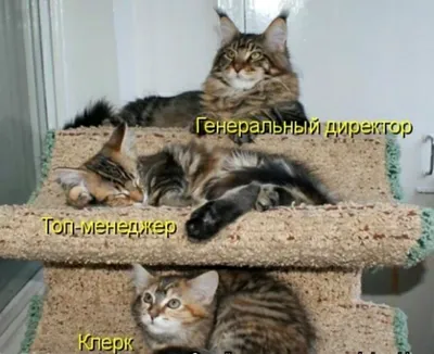 Самые Смешные Коты Картинки С Надписями – Telegraph