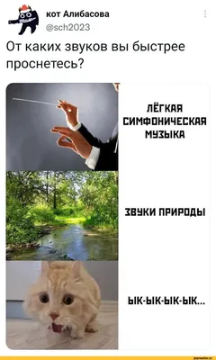 Показаны самые смешные фотографии домашних животных 2023 года: Звери: Из  жизни: Lenta.ru