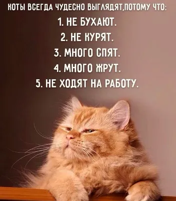 Смешные коты с надписями - Лучшие фотографии котов с остроумными  комментариями - pictx.ru