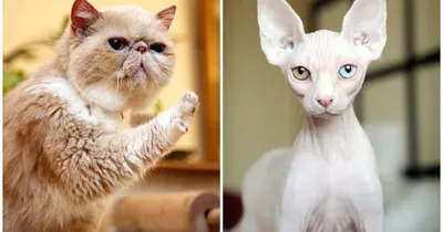 Мемы про кошек: 10+ шуток, которые вызовут приступ хохота даже у собачников