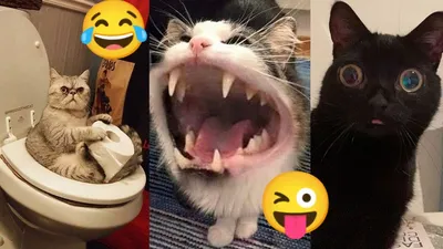 Самые смешные породы котов - фото