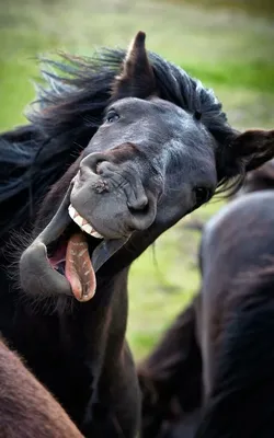 Смешная лошадь | Пикабу