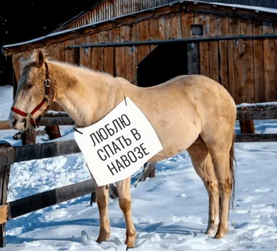 Смешные животные: 13 лошадей, которых публично пристыдили | Ололо - смешные  картинки и веселые истории
