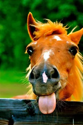 Horses | Смешные лошади, Фотографии лошадей, Веселые животные