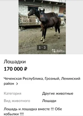 Глупые, непонятные, смешные и абсурдные объявления о лошадях. | Prokoni.ru