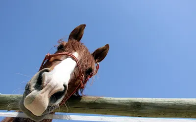 Самые смешные картинки лошадей фотографии